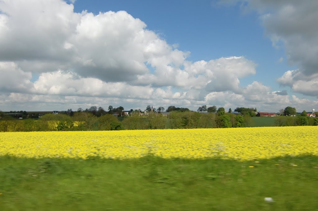 Koolzaadveld onderweg langs de Somme (Trudi) by Trudi