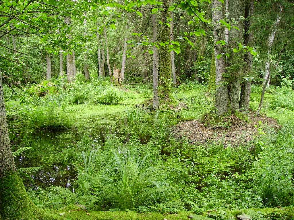 Bialowieza Nationalpark Urwald 5 by Holger Steiner