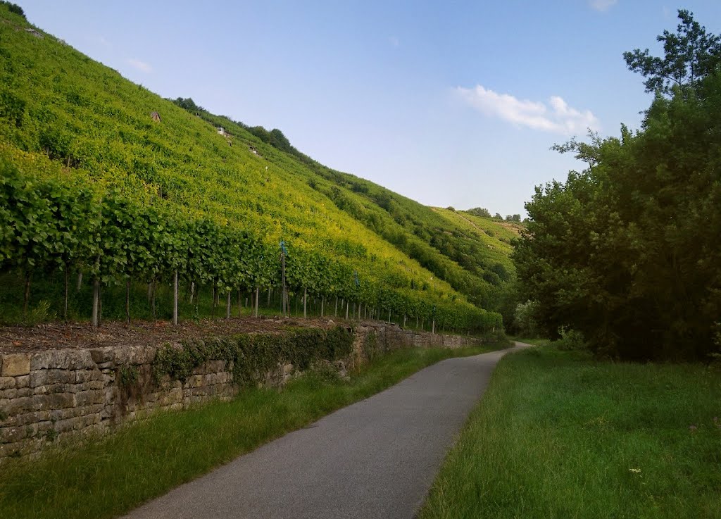 Radweg nach Besigheim by Gregor Koppel