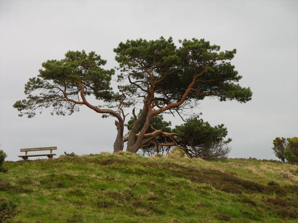 Lonely tree by Korslund