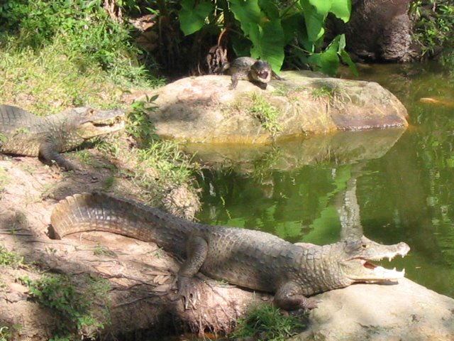 Melgar -Ciudad Reptilia 2 by OscarZerrate