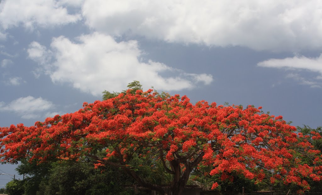 Flamboyam en Bay View-Cantaño by Ricardo David Jusino