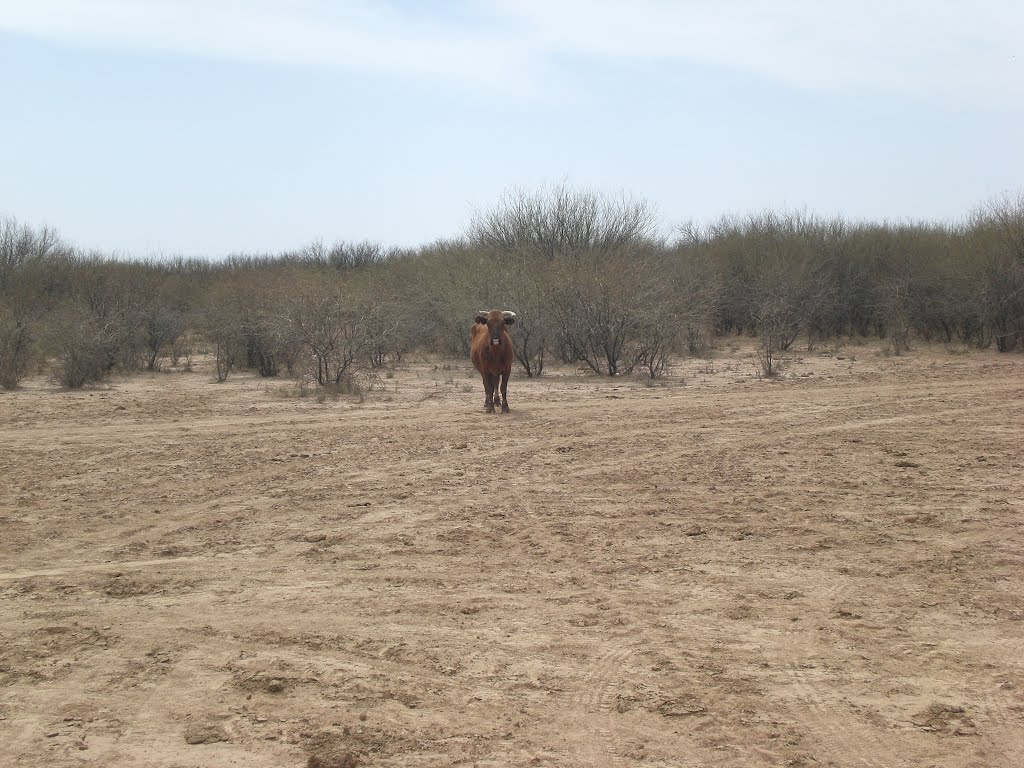 VACA EN EL CAMPO by flixmarc