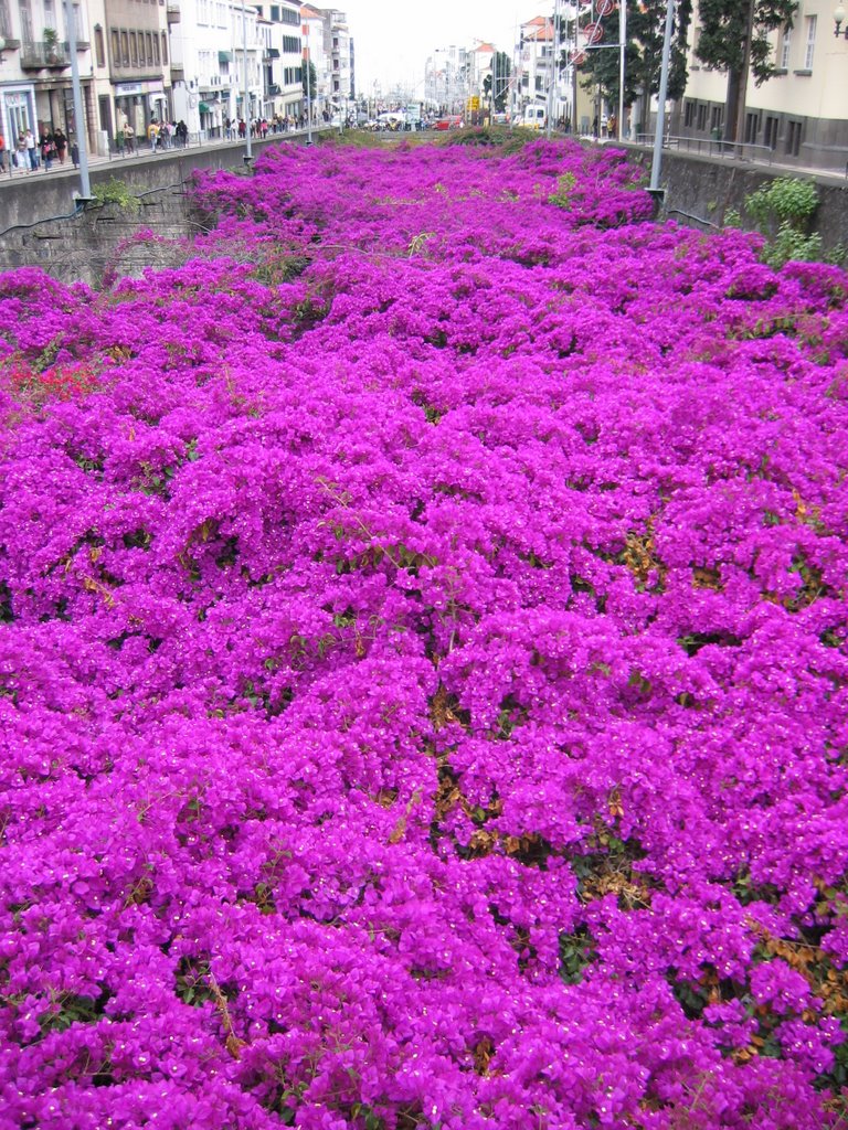 Bougainvillea by pippowitsch