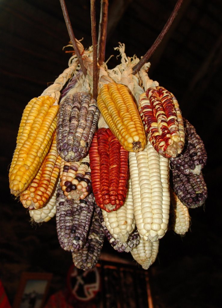 Drying Corn by hamilton2822@yahoo.c…