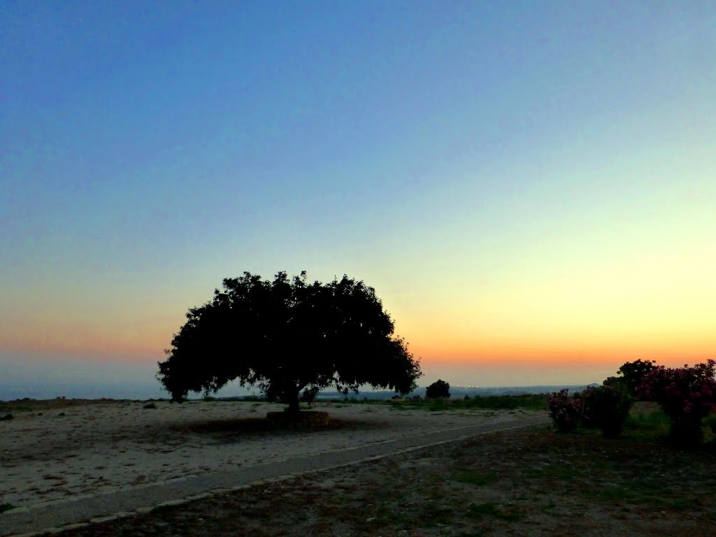 Enchanted tree by beegood