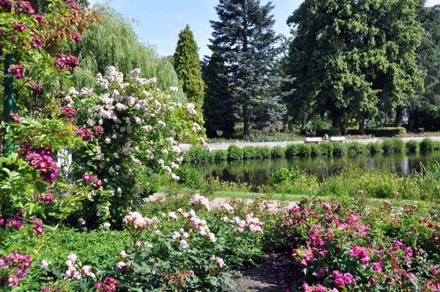 Rosarium in Uetersen by Annette Luehsen