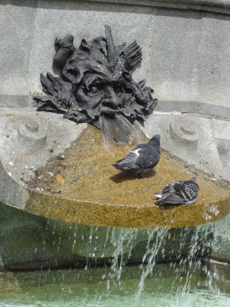 Baño matutino en la Place d'Armes by Cristina Sottile