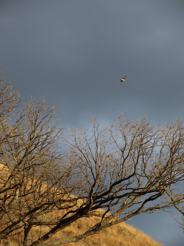 UFR - Unidentified Flying Raptor by Blake of the Bluffs