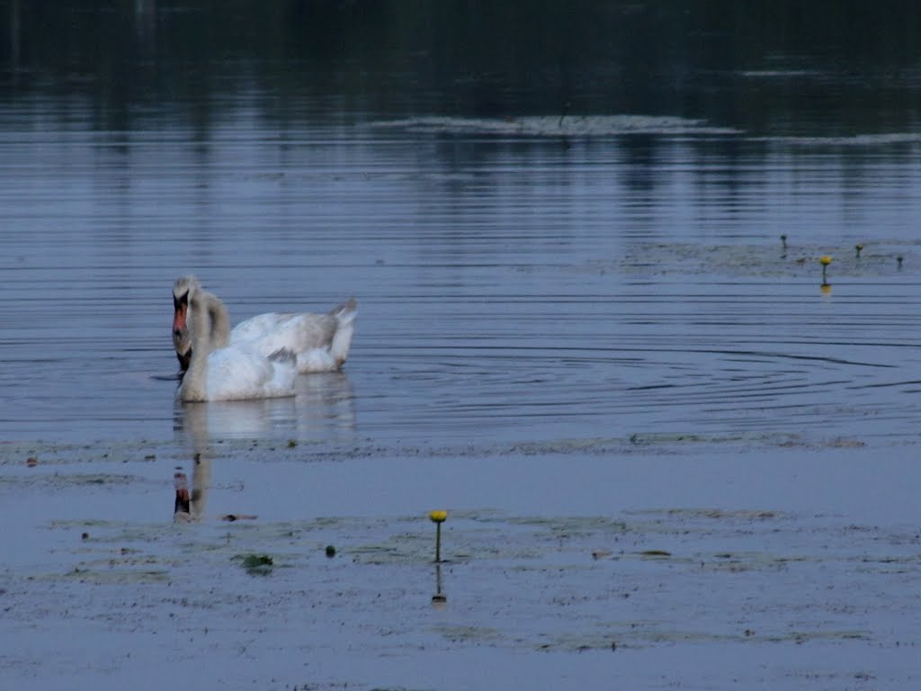 Mute Swans & Lilies on Timber Lake by Chris Sanfino