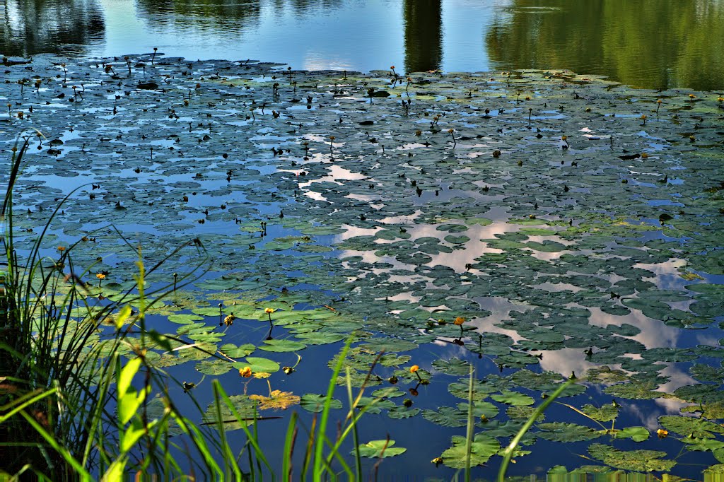 In the pond by rlubej