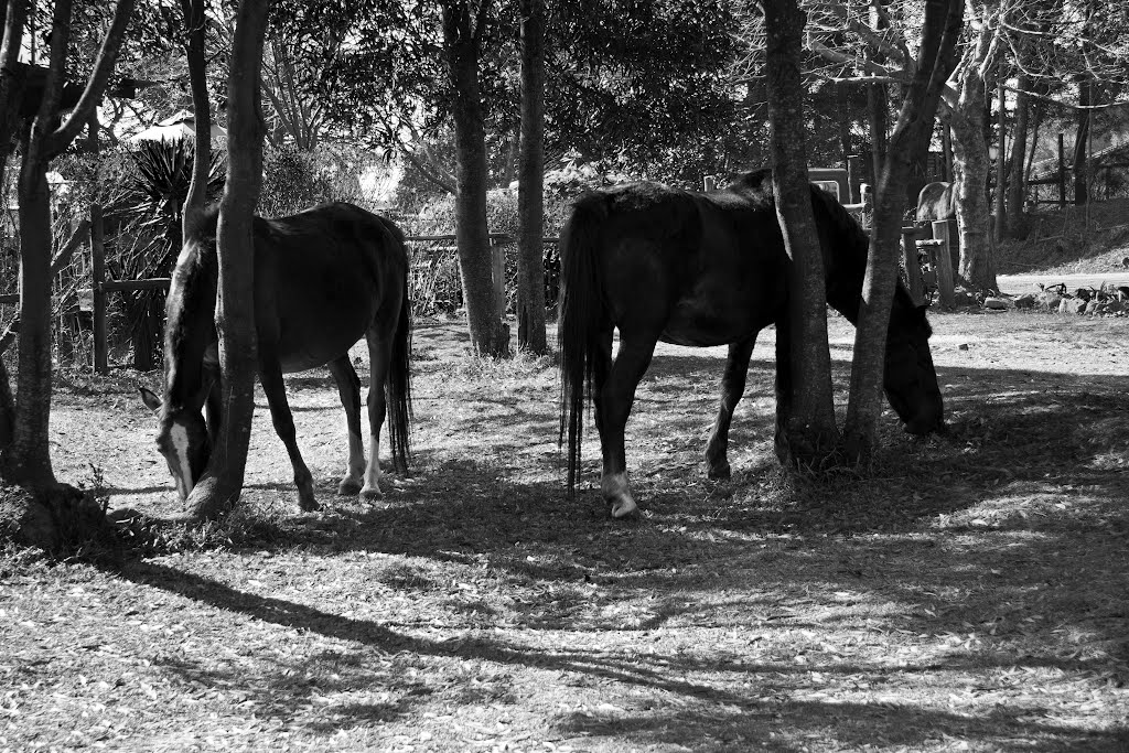 Kaapsche Hoop wild horses by Troy Goldie