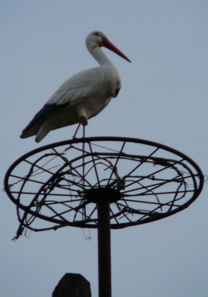 Egész évben várja a párját ez a hűséges gólya/ In the whole year has been waiting for his pair this loving stork by GyurIca