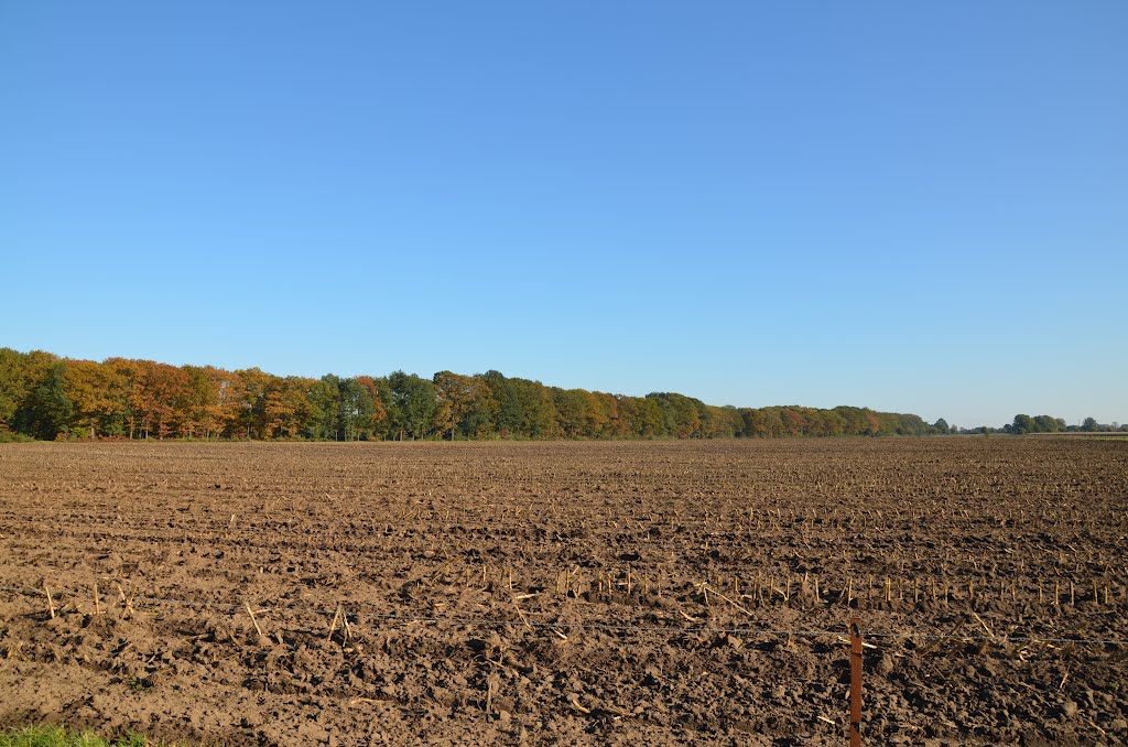 Schüttensteiner Wald by JODAFOTO