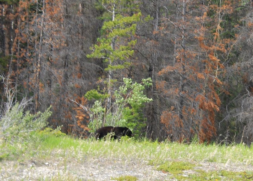 Kootney Plains Area Black Bear by Amandyg