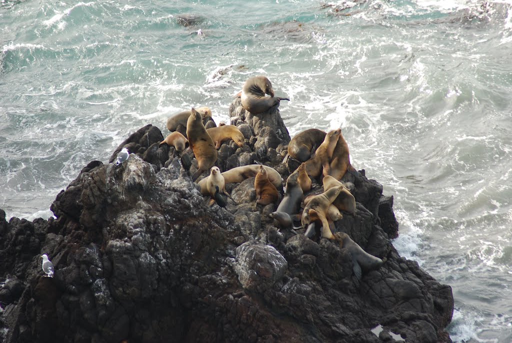 Small Islands of Rock off of Anacapa Island by Jdylan