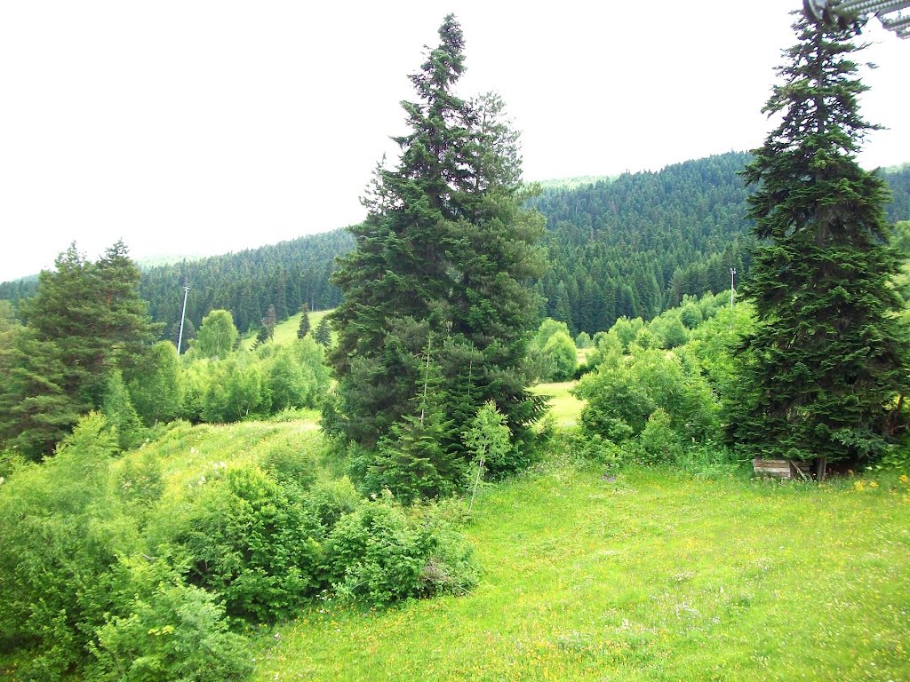 Forest near Mestia by Pogromca Gašnič