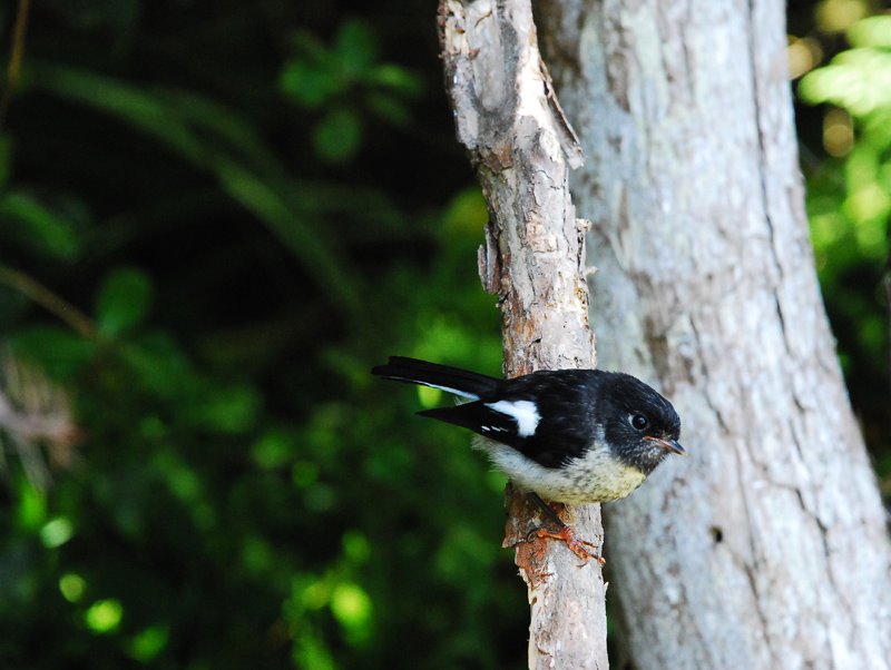 Yellow-breasted Tit (Petroica macrocephala macrocephala) by Zsuzsanna Worth