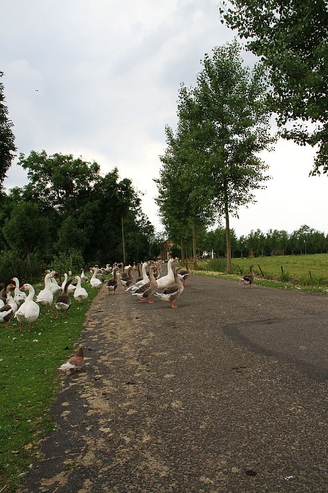 Groep ganzen Vechtstreek by Heavyuser