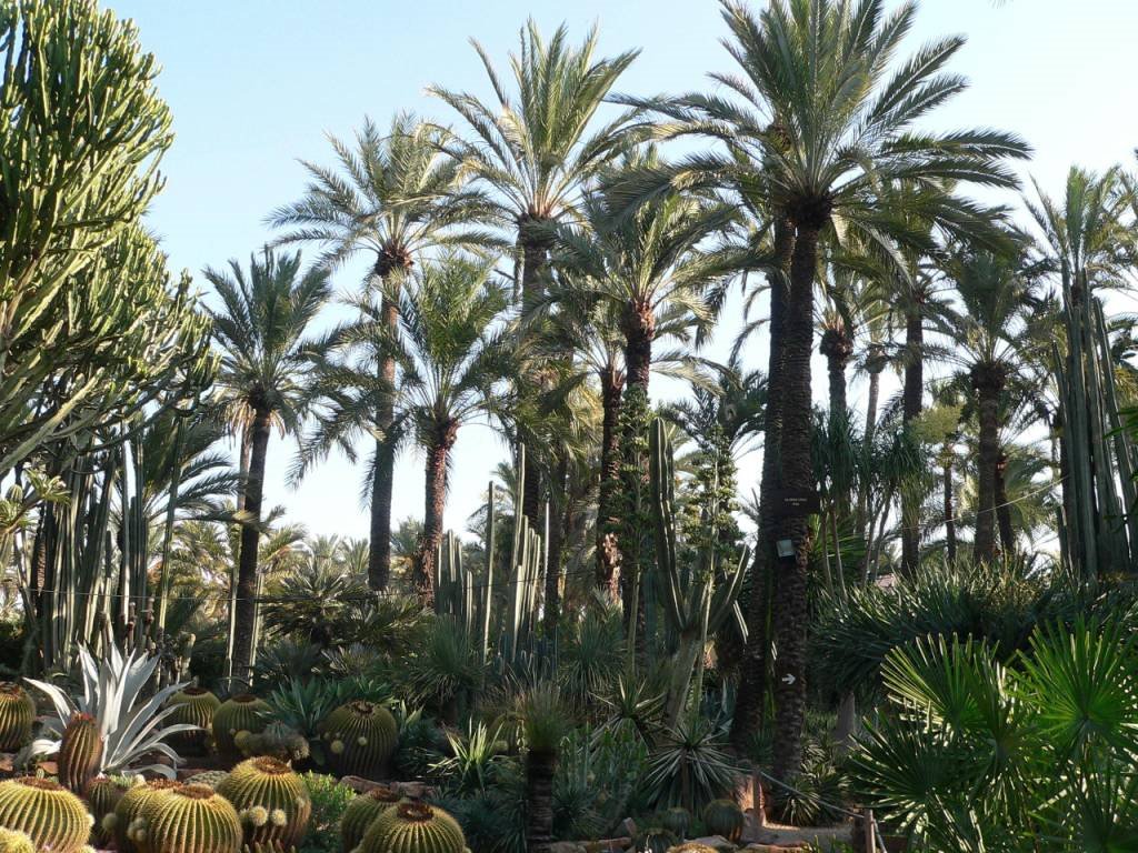 Espagne, la palmeraie dans la ville d'Elche by Roger Narbonne