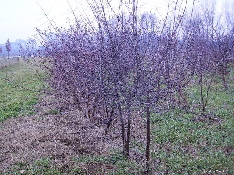 Parco di Bruzzano by Gelso Maria Rita