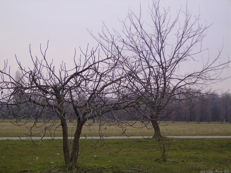 Parco di Bruzzano by Gelso Maria Rita