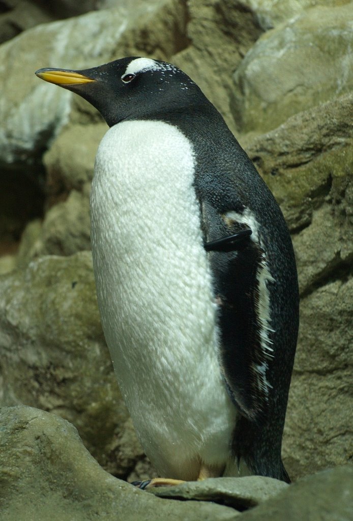 Acquario di Genova (pinguino) by cisko66