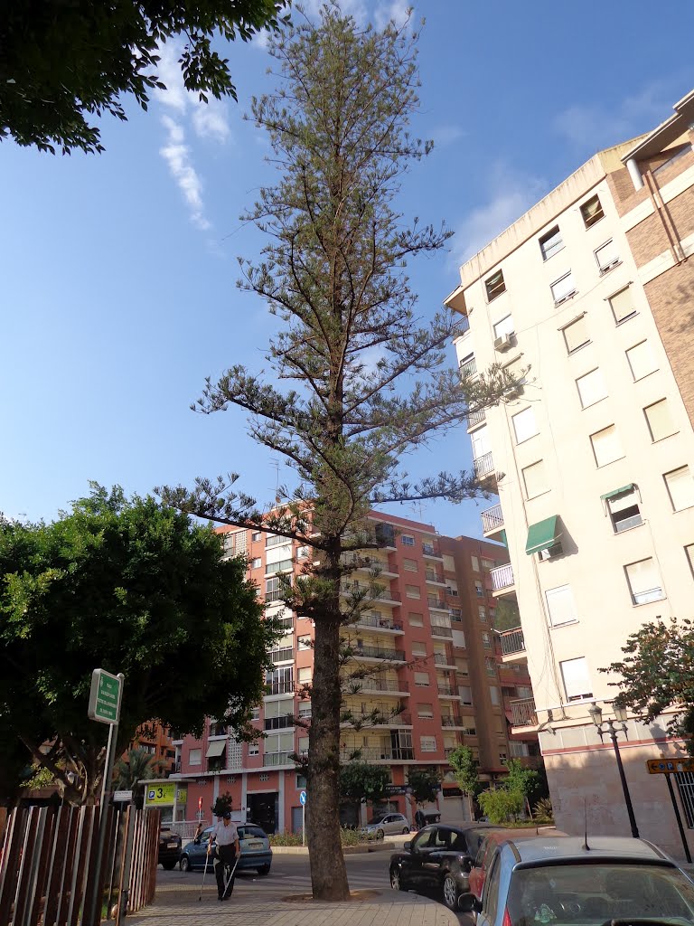 Araucaria de la plaza Alfredo Candel, Valencia by travesierra