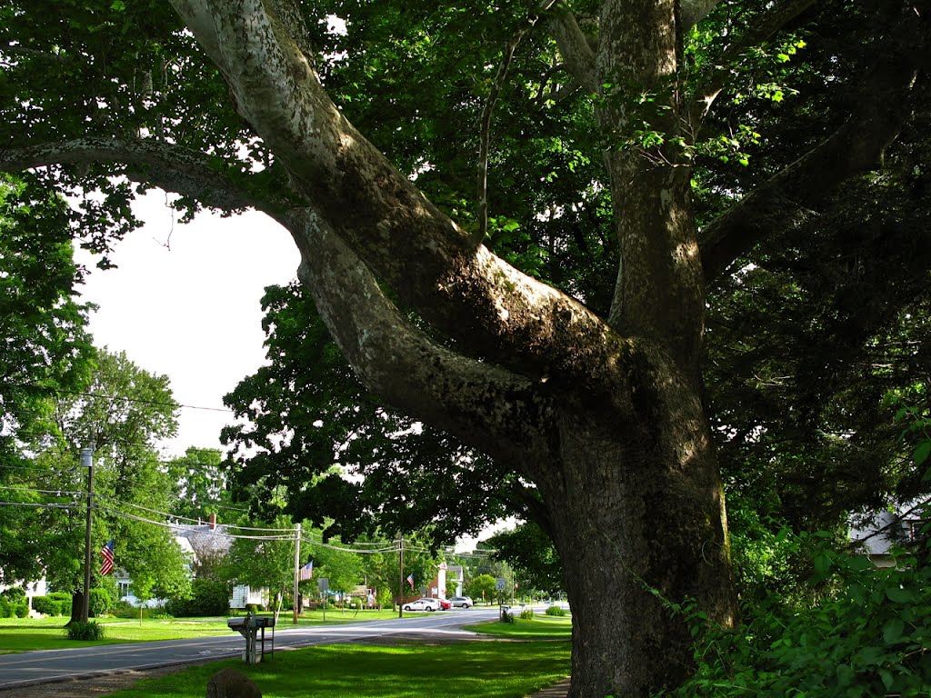 Mighty Sunderland Sycamore II by Alvin-San©