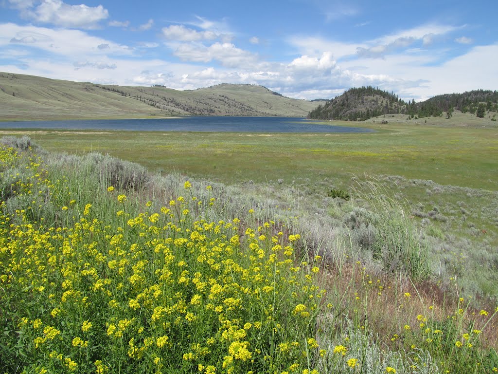 Contrasting Golden Flowers, Silver Sage And Blue Lake In The Nicola Valley Near Merritt BC Jul '12 by David Cure-Hryciuk