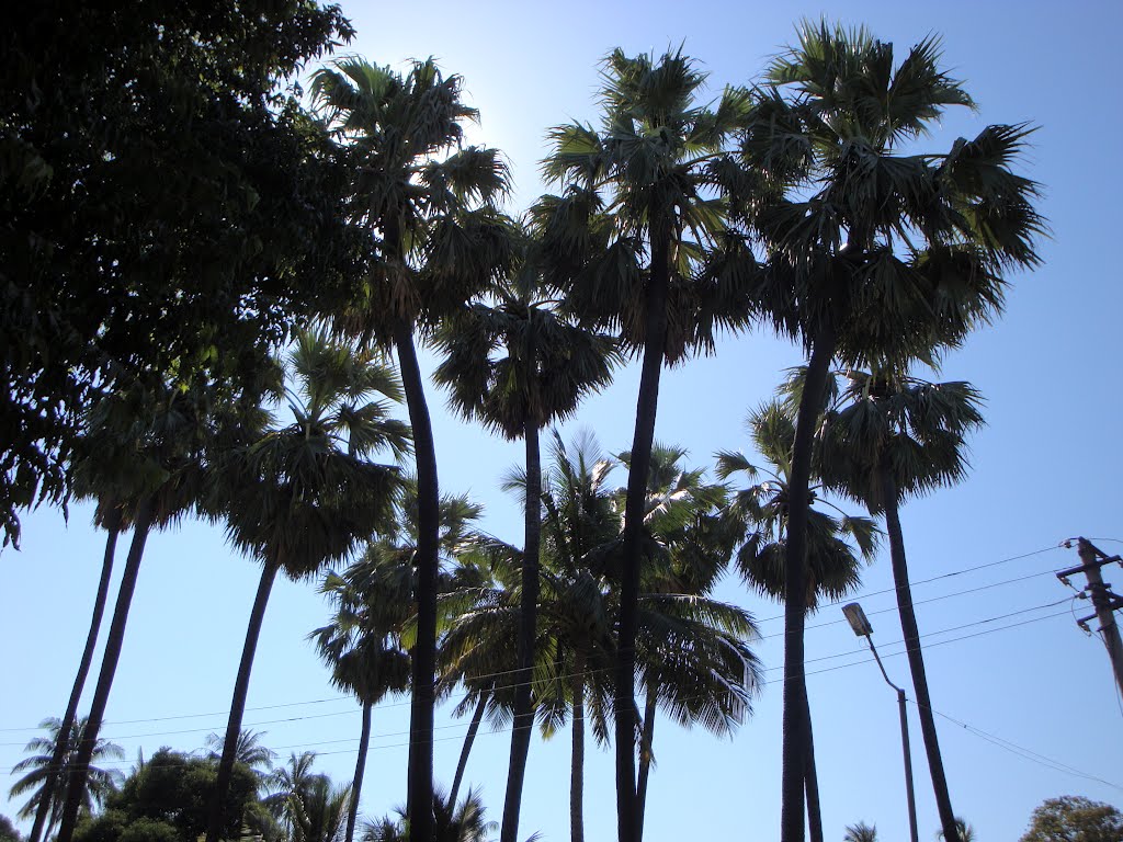 Palm Tree by Manoj Nakum