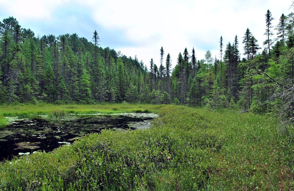 Bog @ Almon Recreation Area by Aaron Carlson