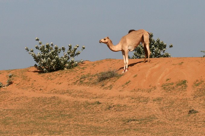 Camel by Stanislav Krejcik ww…