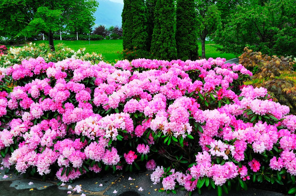 Rhododendron in full bloom, 6/3/2012, in front of the Alexandra Hotel, Loen, Norway by kluke