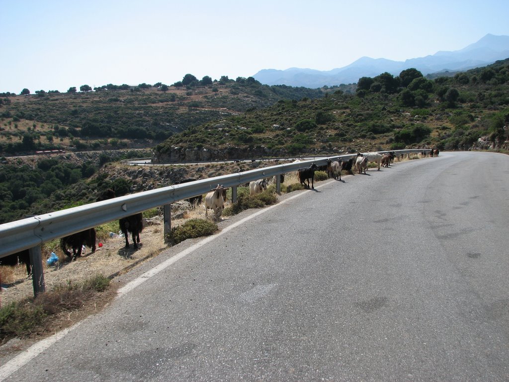 Street with Goats / Strasse mit Ziegen by amprivat