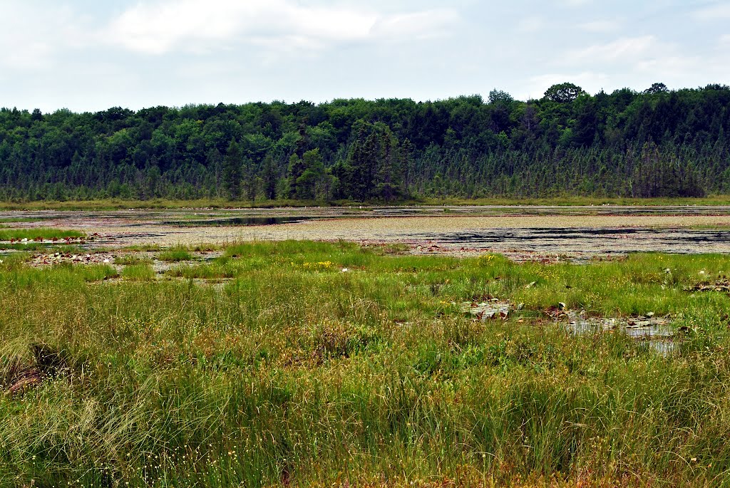 Grandma Lake Wetlands State Natural Area by Aaron Carlson