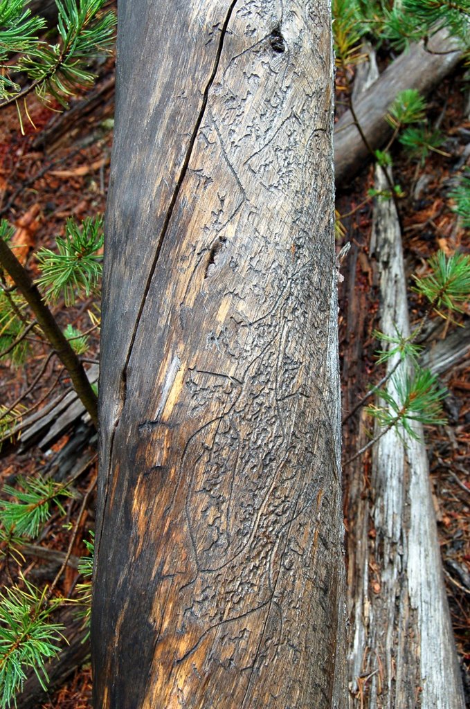 Natural Graffiti by Elephant Mountain trail by Herve Quatrelivre