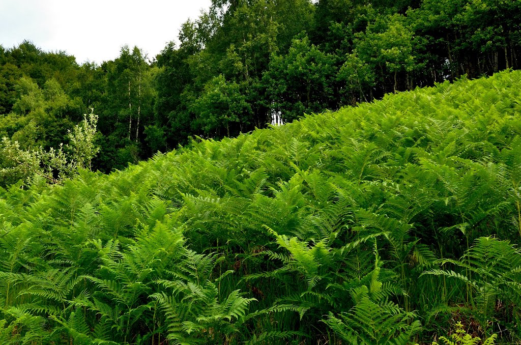 Felci, fougères, ferns.....(Pteridium aquilinum (L.) Kuhn subsp. aquilinum) by violapinnata