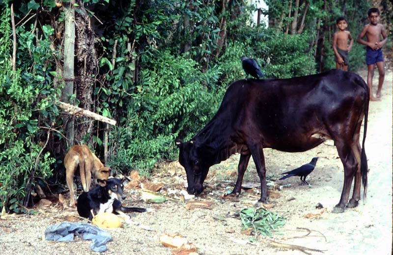 Tangalla - Sri Lanka - 1987 by Ole Holbech