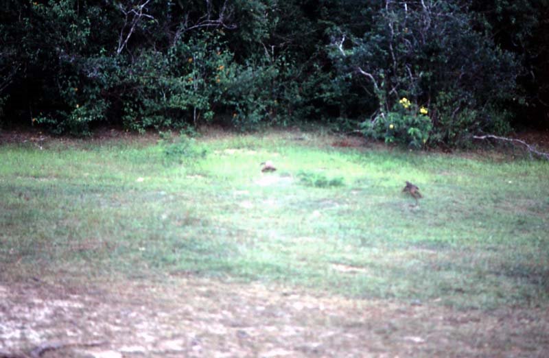 Yala National Park - Sri Lanka - 1987 by Ole Holbech