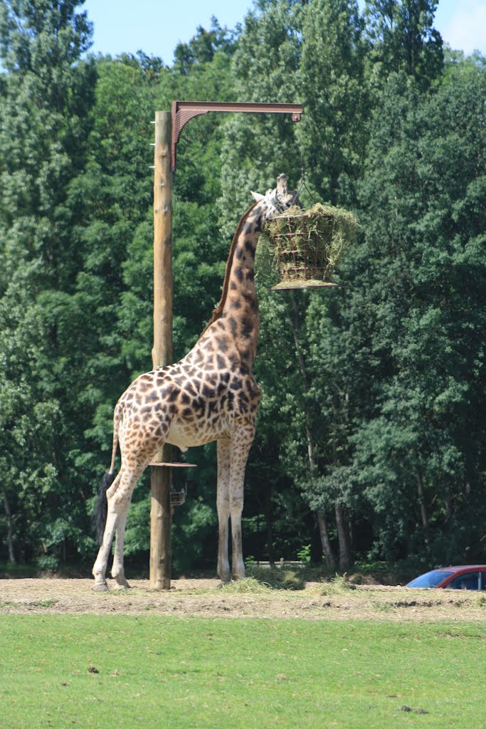 Parc de Thoiry : Girafe by TitTornade