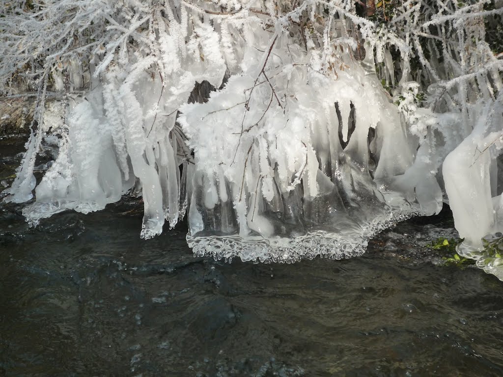 Arbuste dans la glace by mpn29