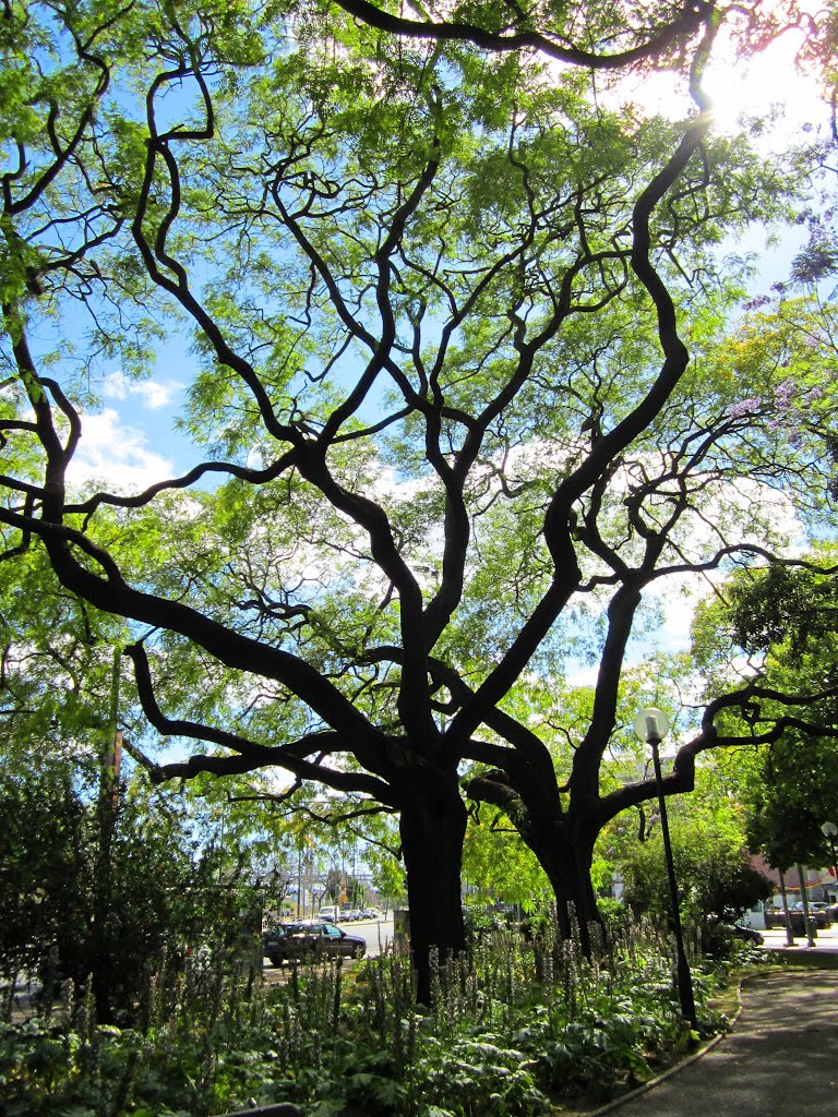 Tipuana tipu, Jardim de Santos em Lisboa by Margarida Bico