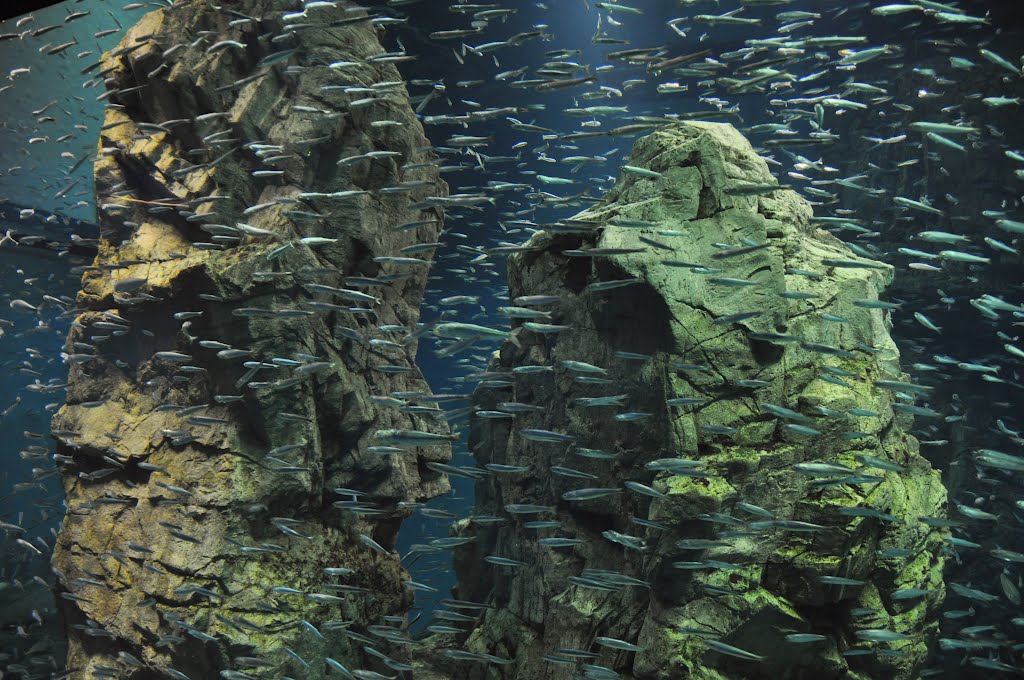 Osaka Aquarium by Bartolomeo Gorgoglione