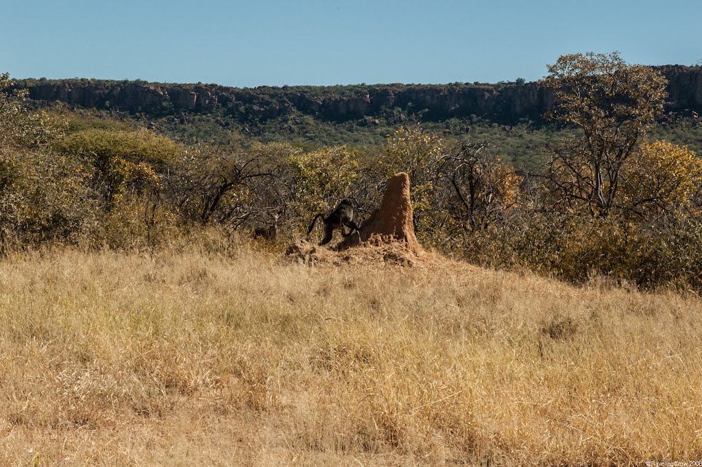 Baboon Look-out between Grootfontein - Waterberg (D2512), Waterberg, Otjozondjupa Region by Traveling-Crow