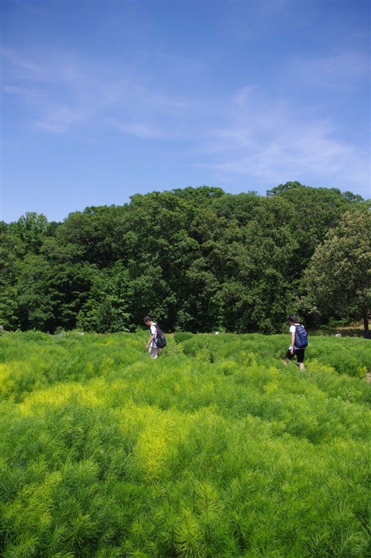 Grass and trees by 田二柱