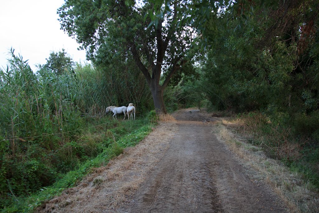 Dirt Road, Hyères France by Scott Long