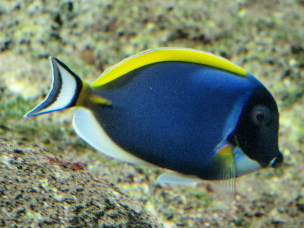 Genova , Acquario . by cisko66