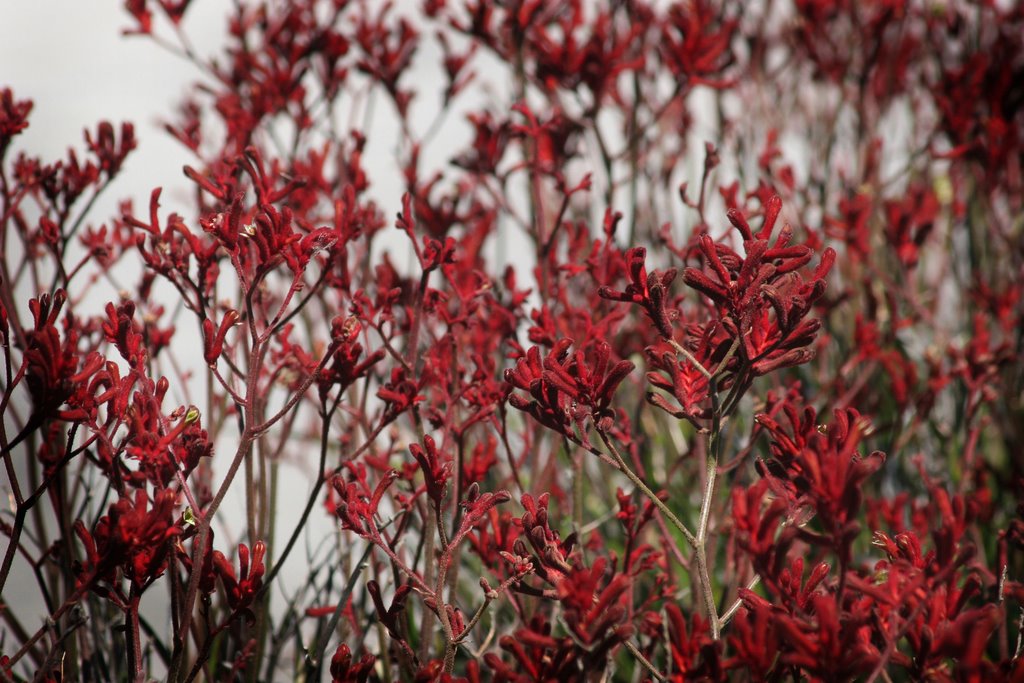 Blue Mountains: Wild Garden 6 by Ian Stehbens