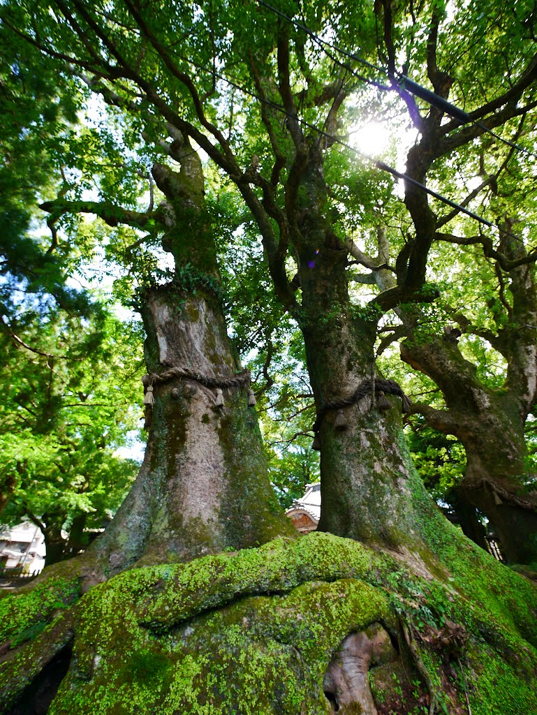 轟神社　御神木　夫婦樟【新野のクスの群生・徳島県指定天然記念物】 by folon X